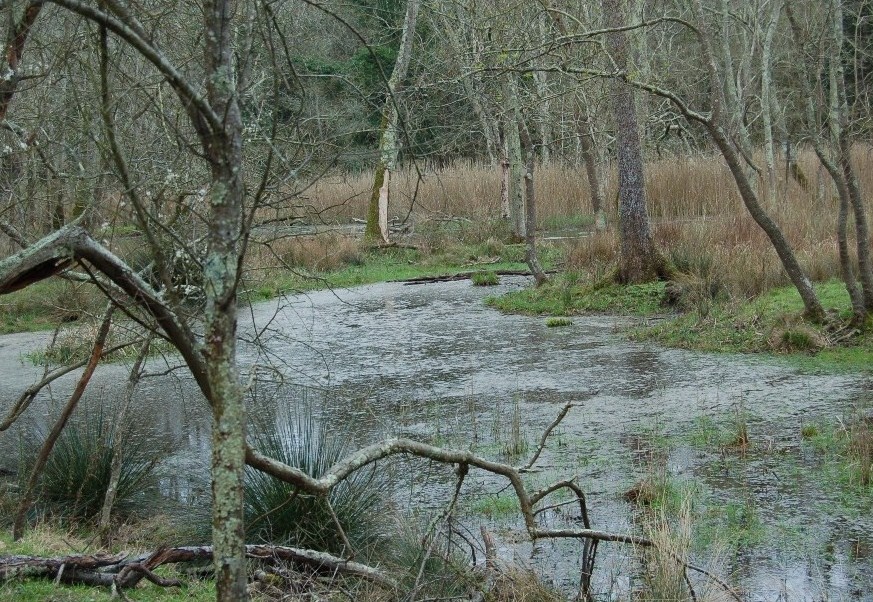Giornata a San Rossore.